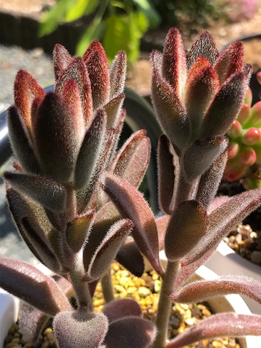 カランコエ黒兎細身のもふもふ「多肉植物」のアルバム-みんなの趣味の