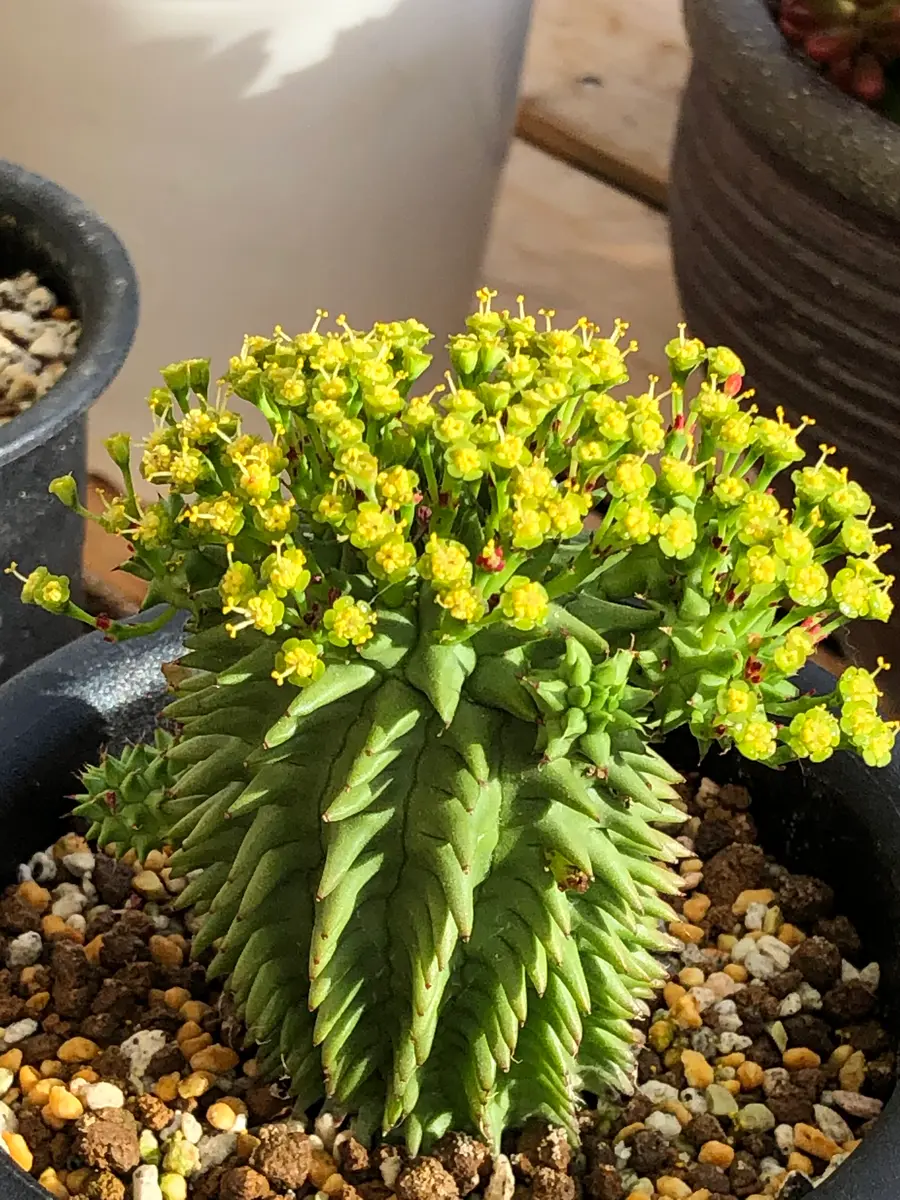 多肉植物：ユーフォルビア スザンナエ 瑠璃晃*幅3.5cm : 遊恵