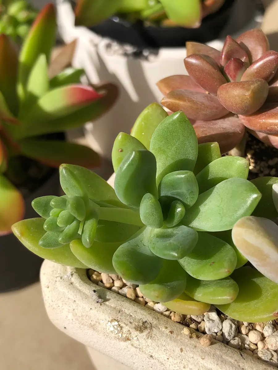 春萌さん(だったと思う💦)脇芽が伸び「多肉植物」のアルバム