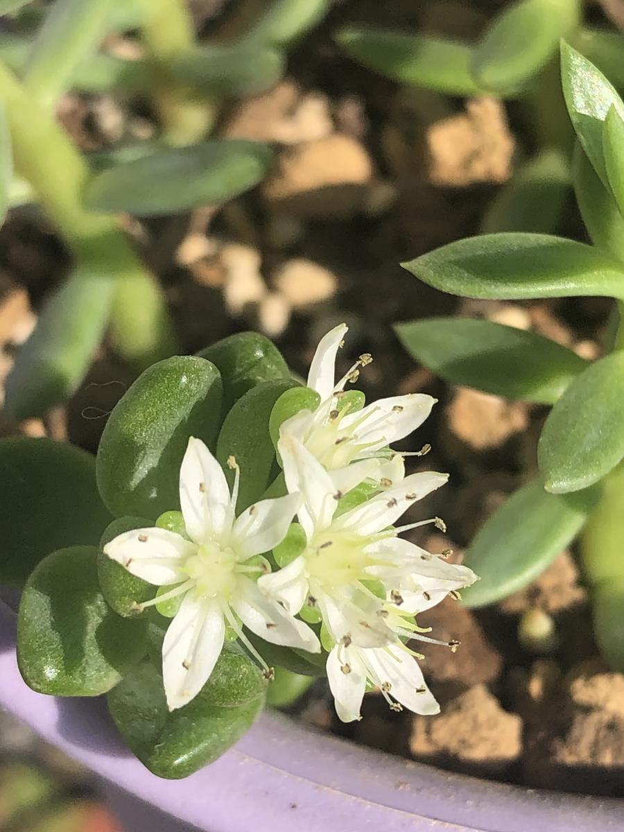 挿しておいた多肉さん小さな白い花が...「多肉植物」のアルバム 
