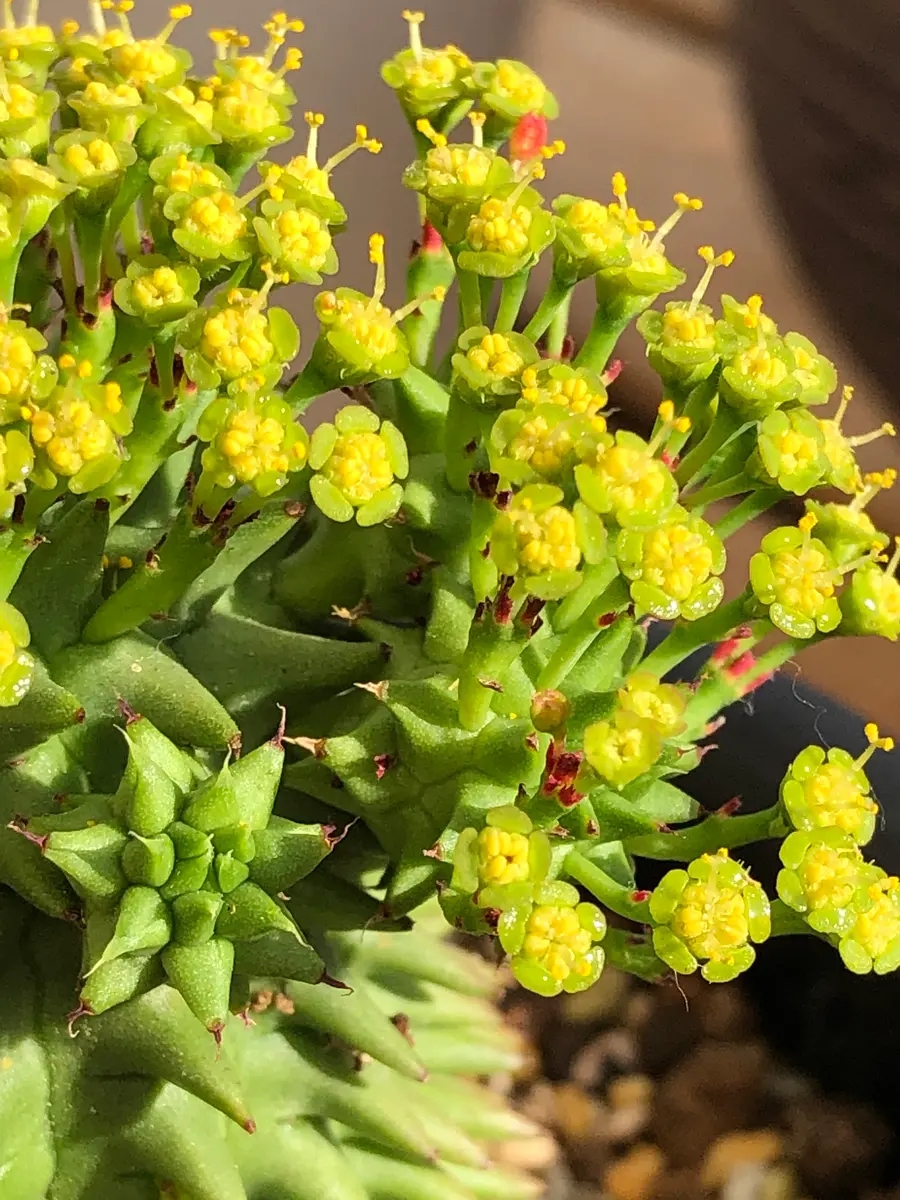 多肉植物：ユーフォルビア スザンナエ 瑠璃晃*幅3.5cm : 遊恵