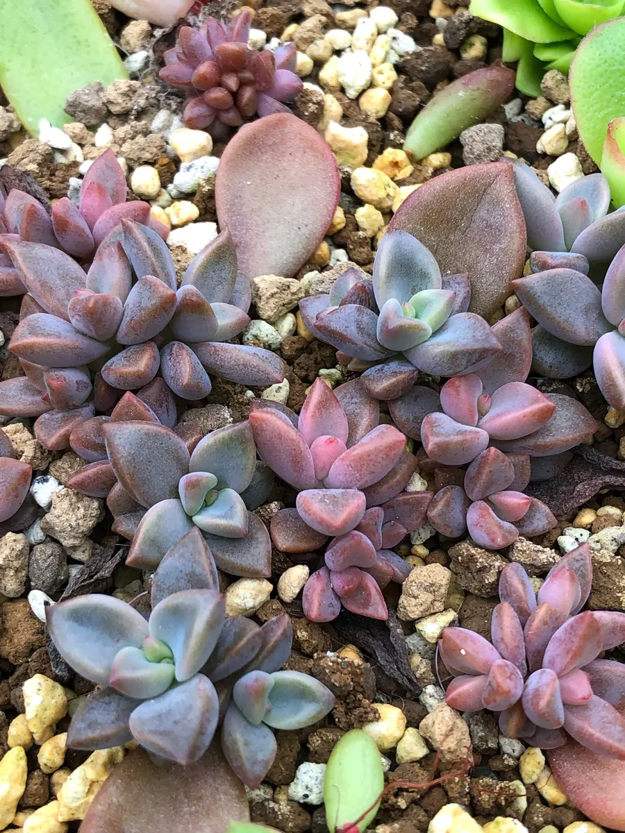 定番の中古商品 葉挿しからのブロンズ姫～色、それ「多肉植物」のアルバム その他