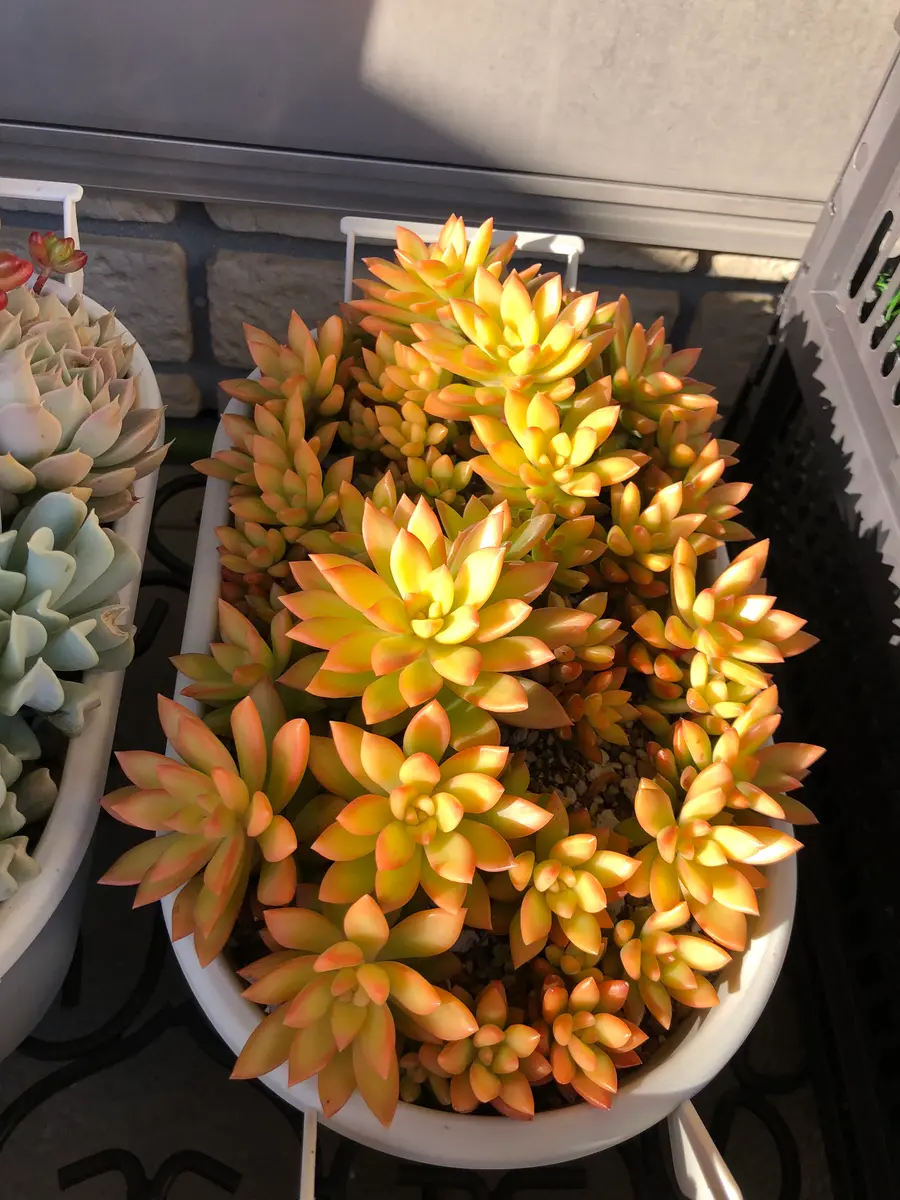 サンライズマム(セダム)葉挿しからの「多肉植物」のアルバム