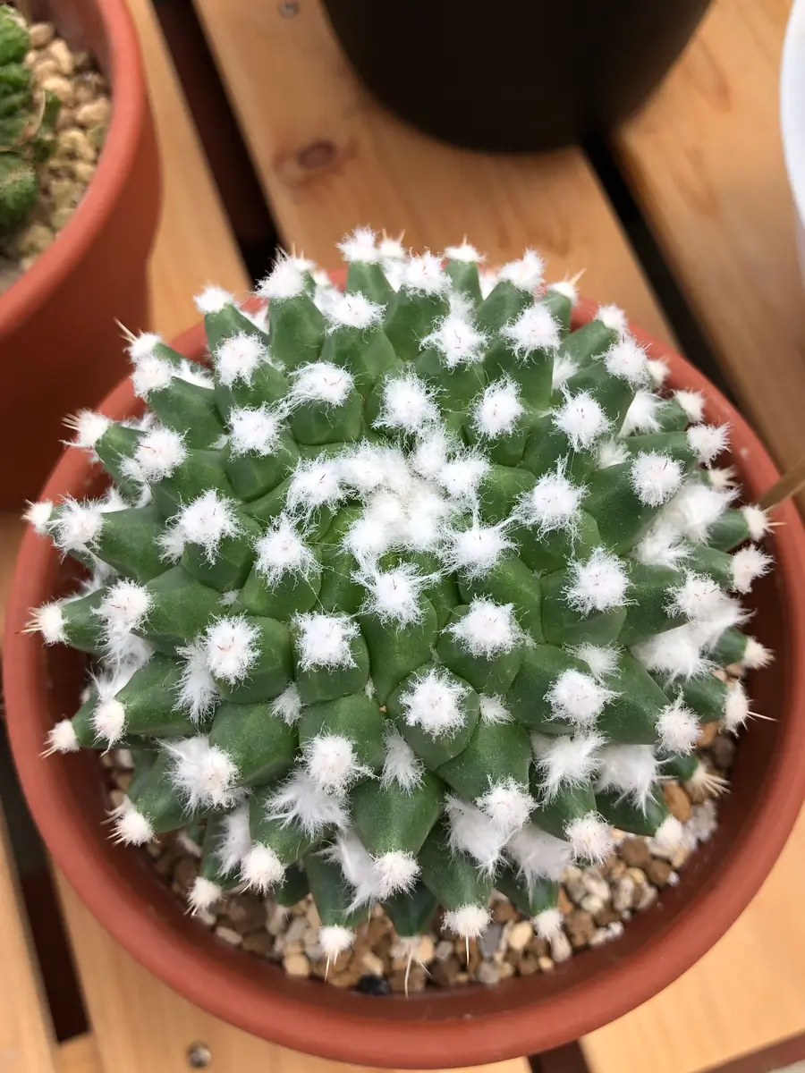 マミラリアエルサム「サボさん🌵」のアルバム-みんなの趣味の園芸1459905