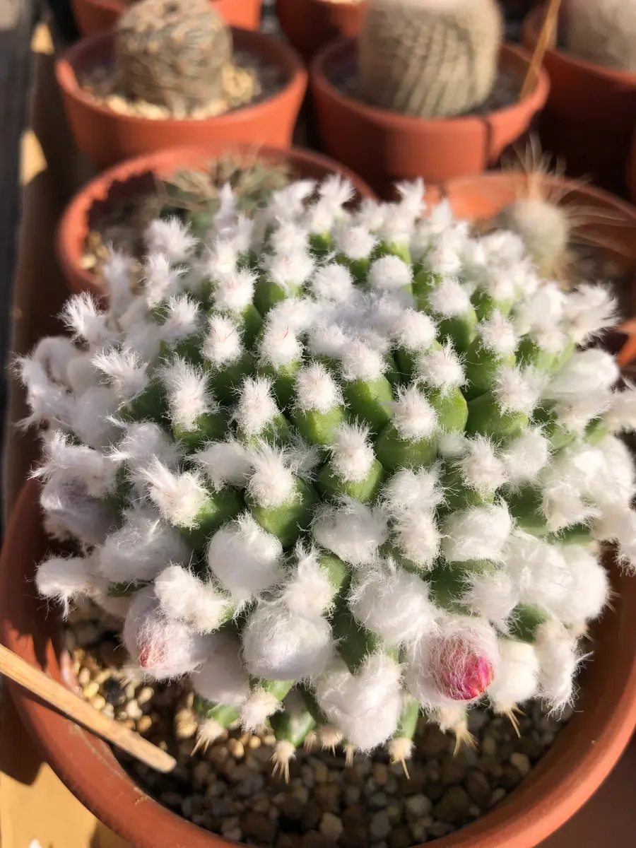 マミラリアエルサム雪が積もったよう「サボさん🌵」の
