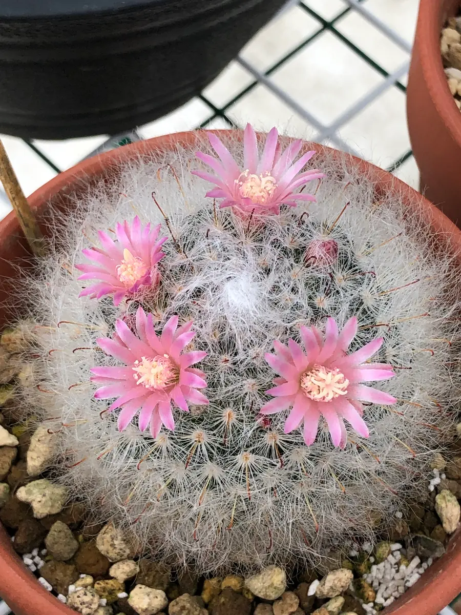 高砂元気で嬉しいです😊💕「サボさん🌵」のアルバム-みんなの趣味の