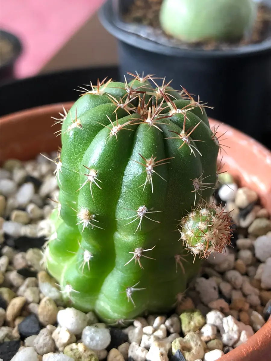 ［確認用］サボテン 実家からもらってきたサボテン(これも名「サボさん🌵」のアルバム