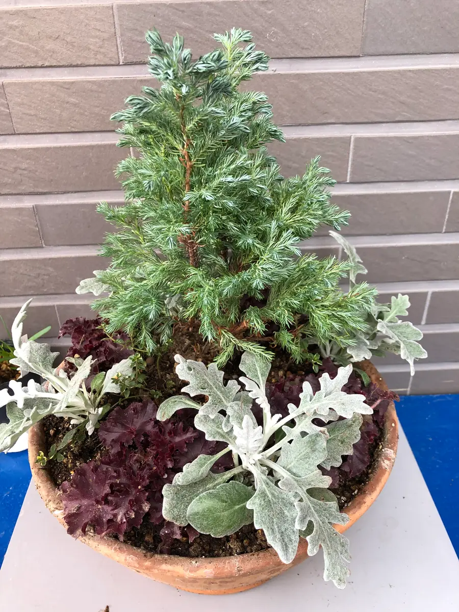 クリスマスに向けて。。 もみの木っ「寄せ植え」のアルバム