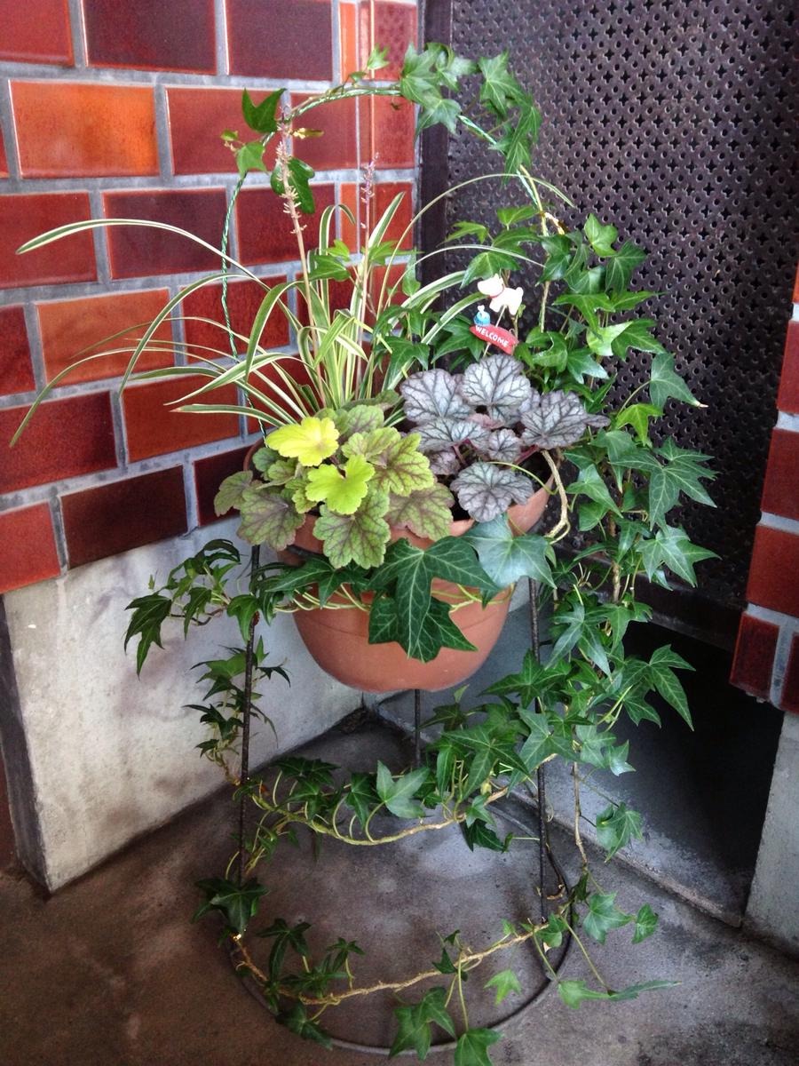寄せ 植え アイビー(01)