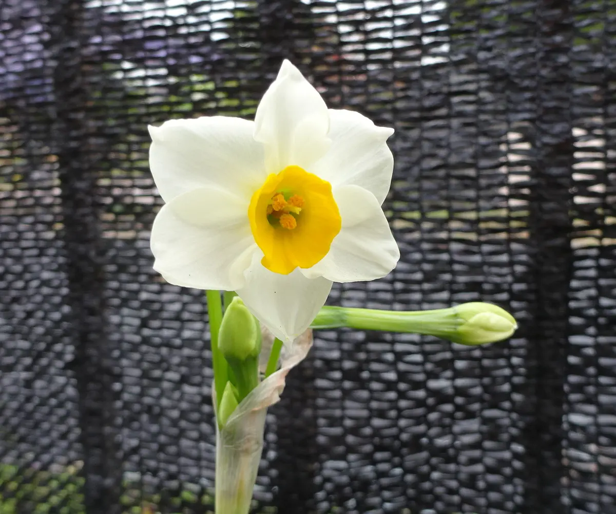 中庭西側の水仙が咲きました。12月7「2020年 冬の花 （12
