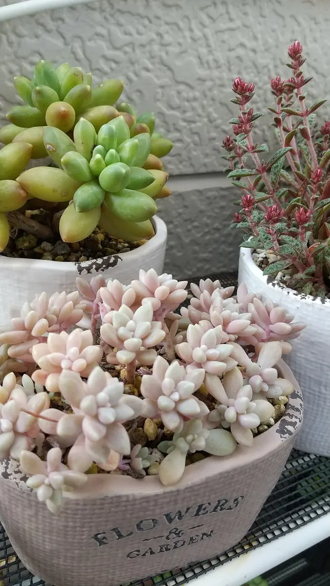 多肉植物✿姫秀麗✿ワイヤーカゴ 【多肉植物の寄せ植え】ワイヤーカゴと