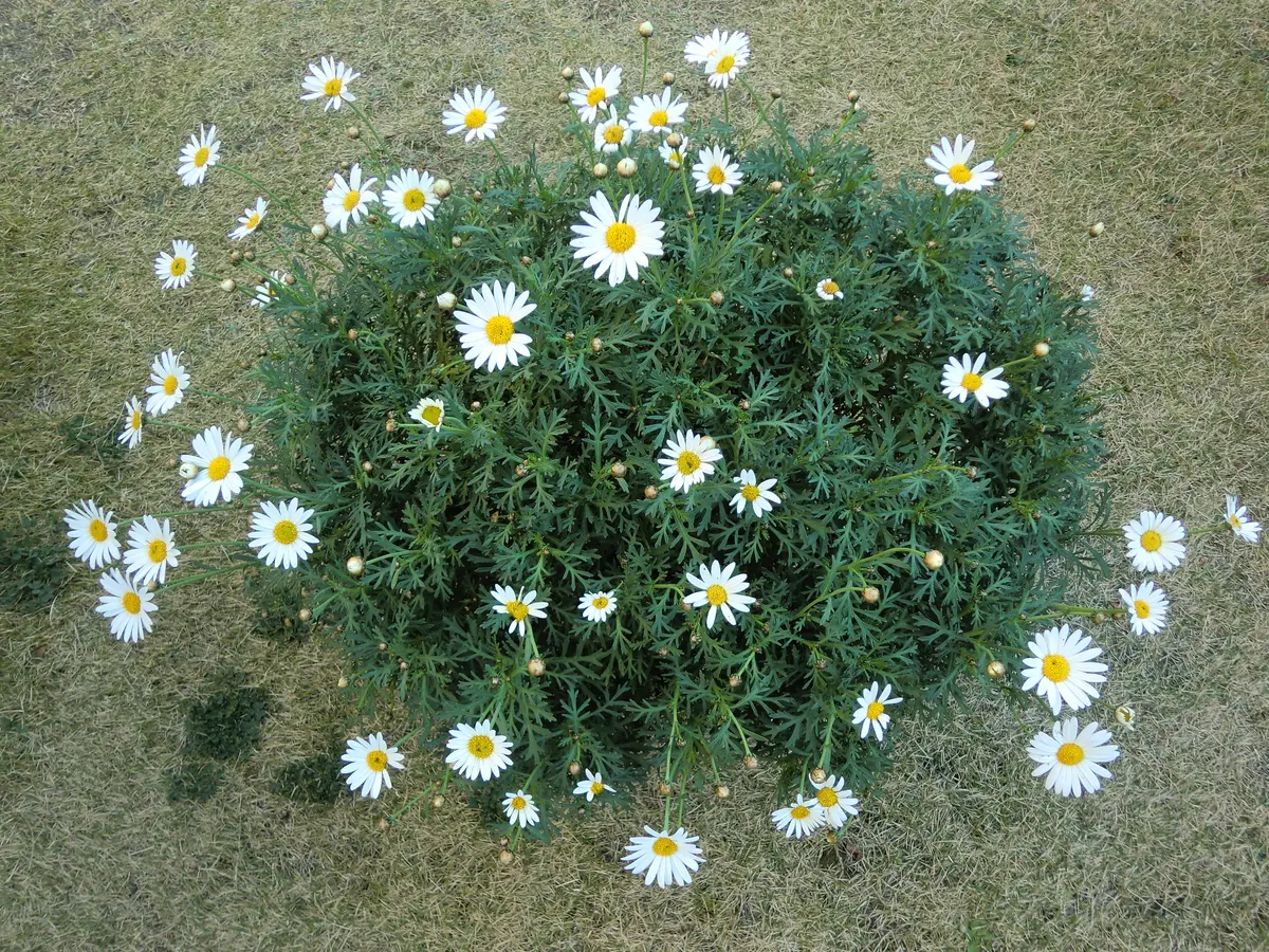 28マーガレット１（サワーリップル）キ...「2020年12月5日の開花株&紅葉株」のアルバム-みんなの趣味の園芸1249955