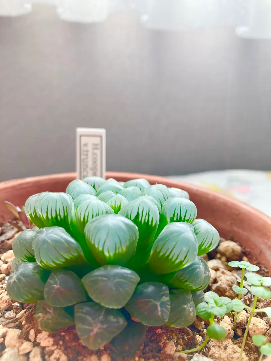 多肉植物 ハオルチア トルンカーター 【公式通販】