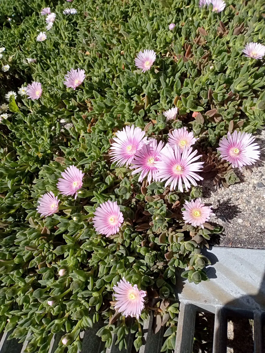 松葉菊いっぱい♪