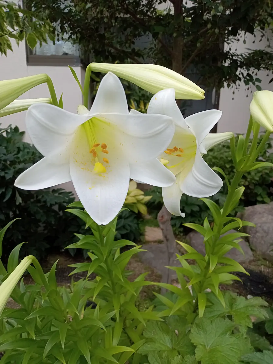 ユリの王様、純白の“テッポウユリ”が開「我が家の植物 ベスト
