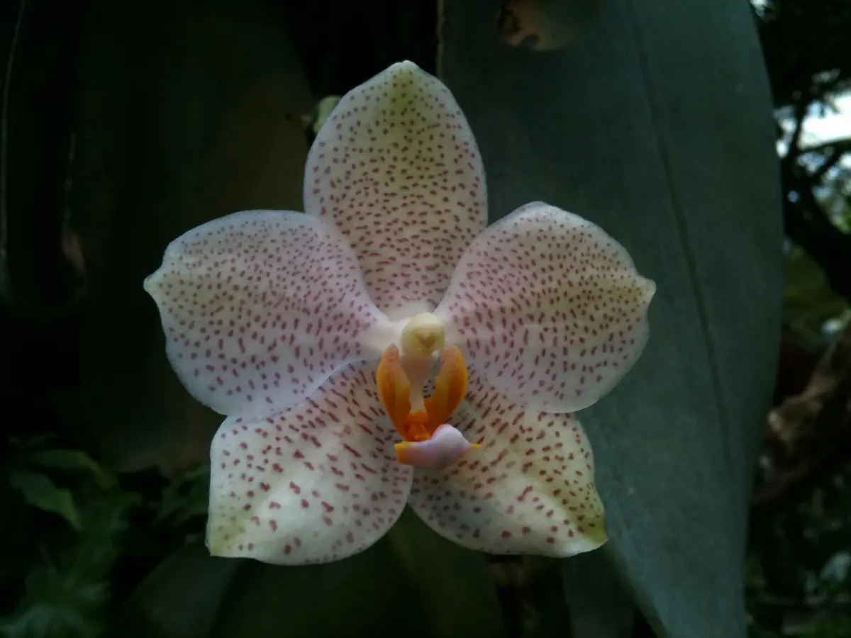 Phal.giganteaギガンティア沖縄県国「【胡蝶蘭:原種】」の