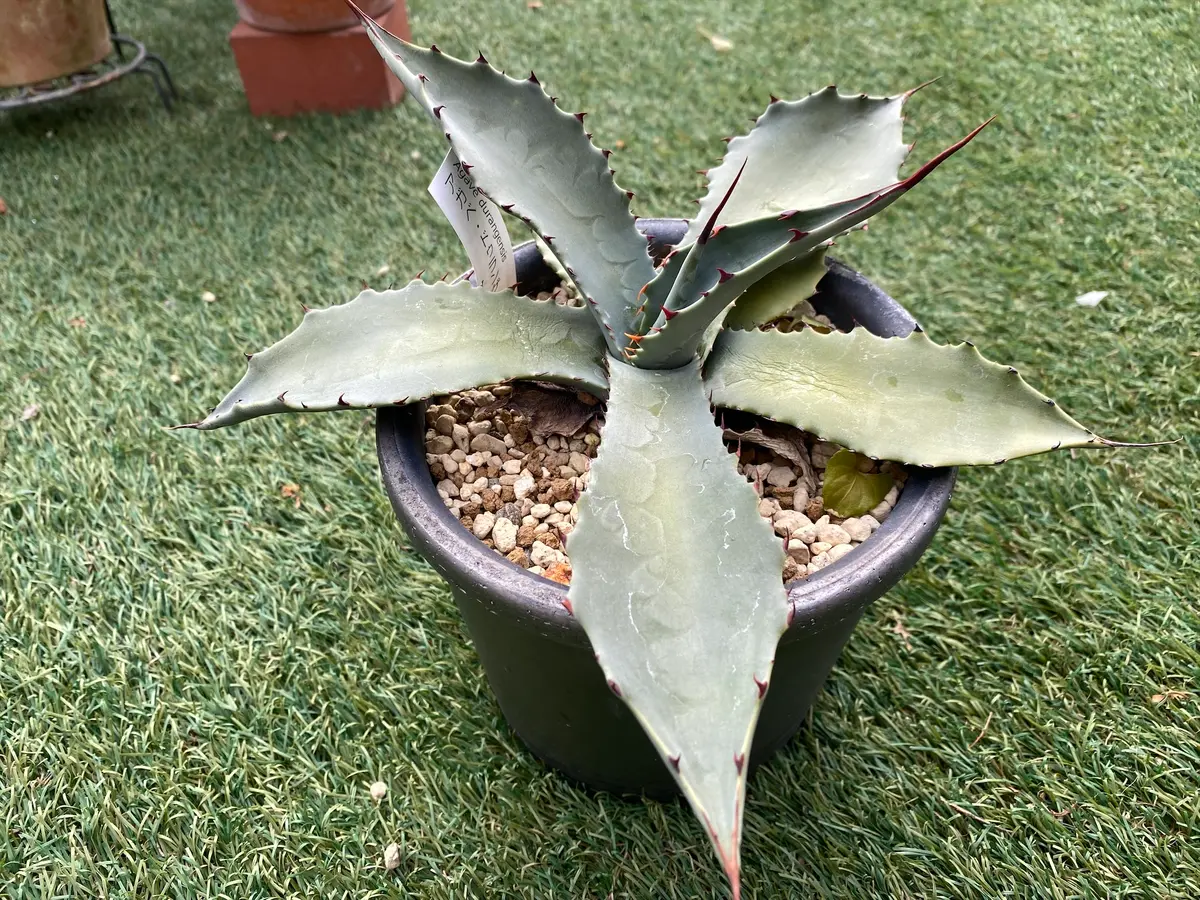 ドゥランゲンシス2022.1.4撮影「アガベ」のアルバム-みんなの趣味の