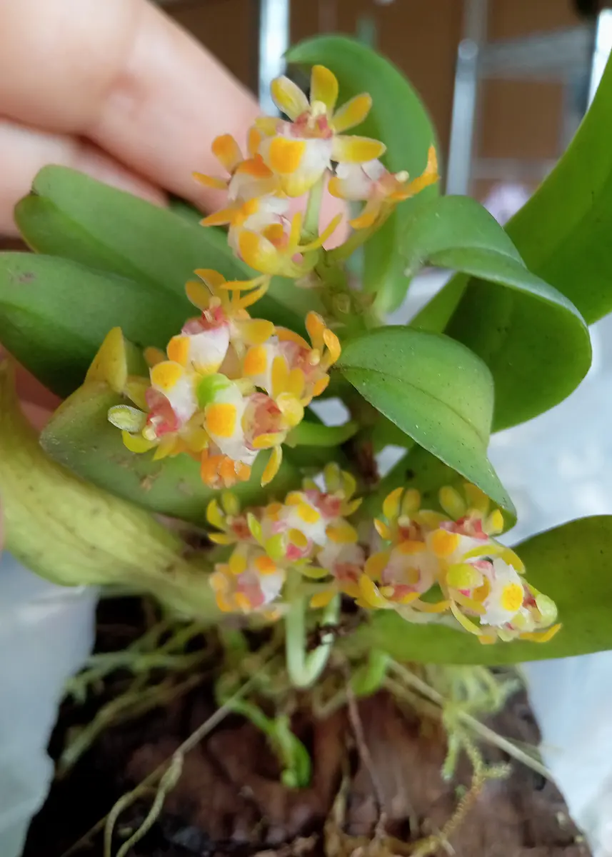 クスクスラン　クスクス蘭　西表産　着生蘭　バルボフィラム A-31☆沖縄産・・着生蘭//クスクスラン（貴重品）