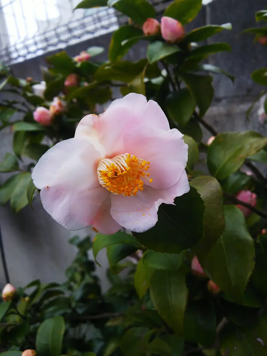 ●01)【同梱不可】【希少本】茶席の花/椿と侘助/桐野秋豊/文化出版局/昭和61年/A 椿【紅侘助】淡いピンクが美しい小輪 猪口咲き 茶花 2/13現在蕾