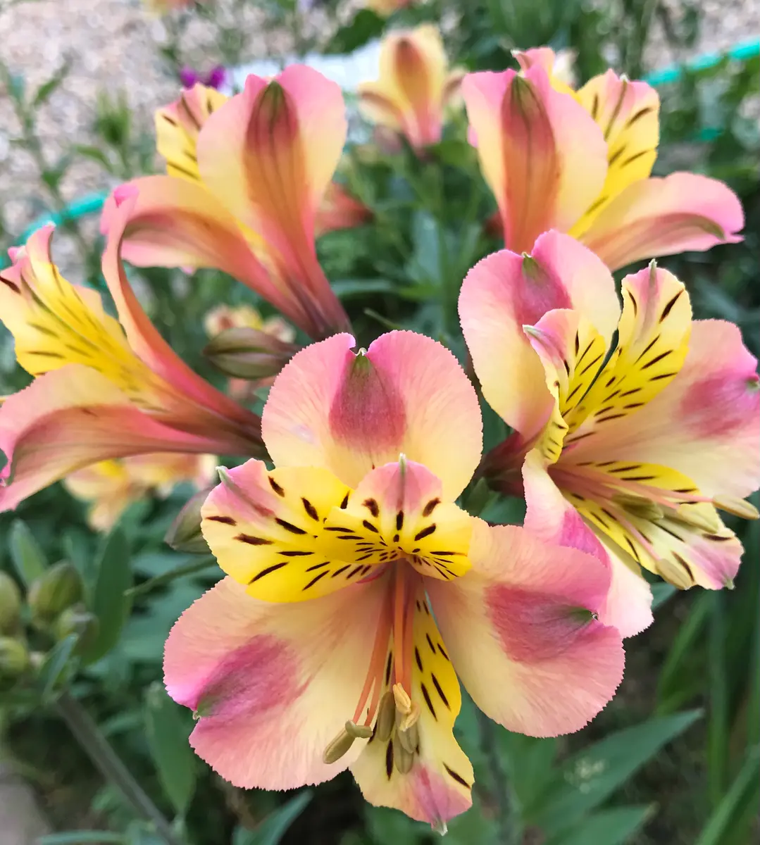 どらび様ご確認用です　アルストロメリア　シャルトルーネ アルストロメリア シャルトルーネ2種「庭の草花2021」のアルバム