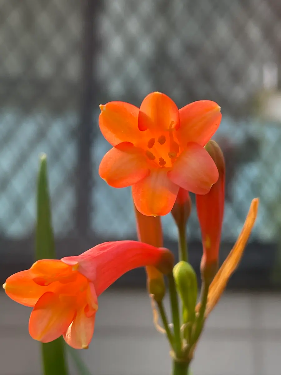 キルタンサス　オレンジ色　ご相談やご予約専用ページです キルタンサスの写真-みんなの趣味の園芸1309147
