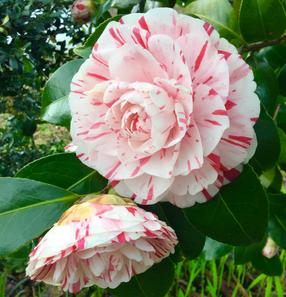 斑入りの椿最初の1輪が咲きました。4「我が家の庭 2021」の