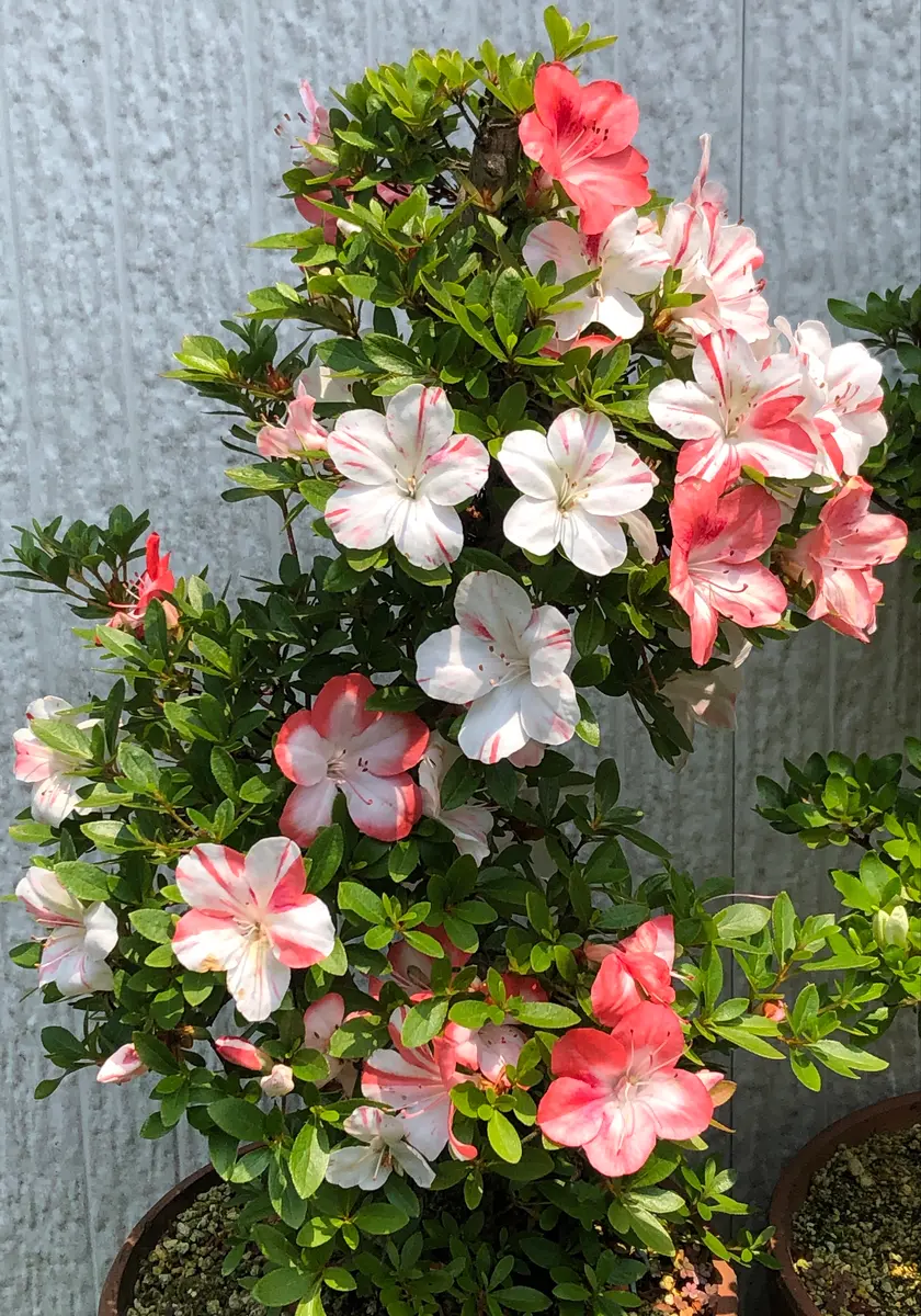 さつき花辞典：松波 さつき盆栽春夏秋冬 ｜ 松波 - BONSAI 趣味の