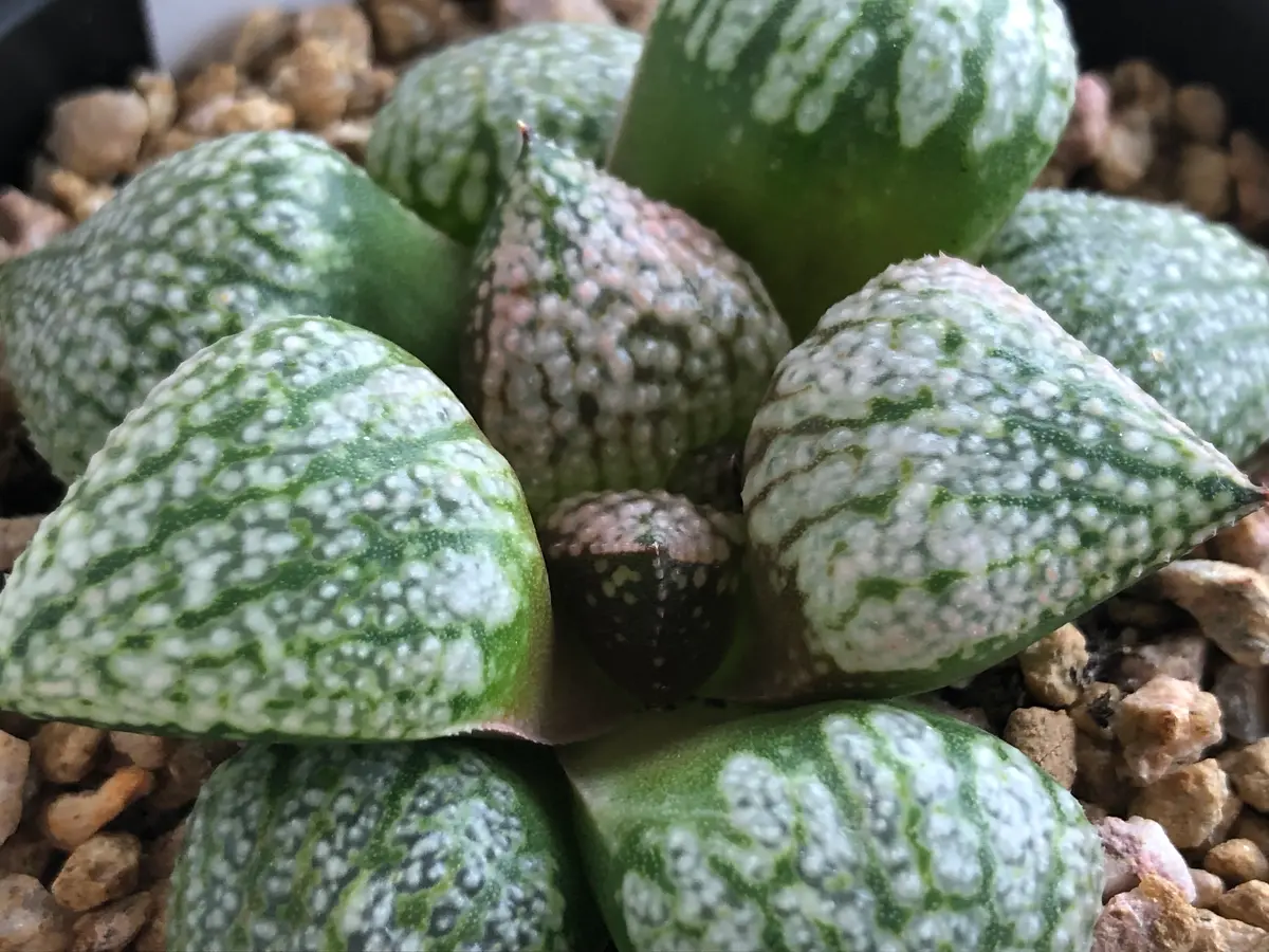 ハオルチア ピクタ系深海白銀ラベ「2021年我が家の多肉・サボテン