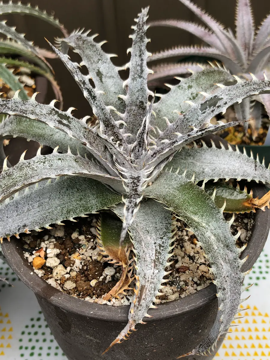 グランマルニエ ホワイトフォリッジ グランマルニエ・ホワイトフォ