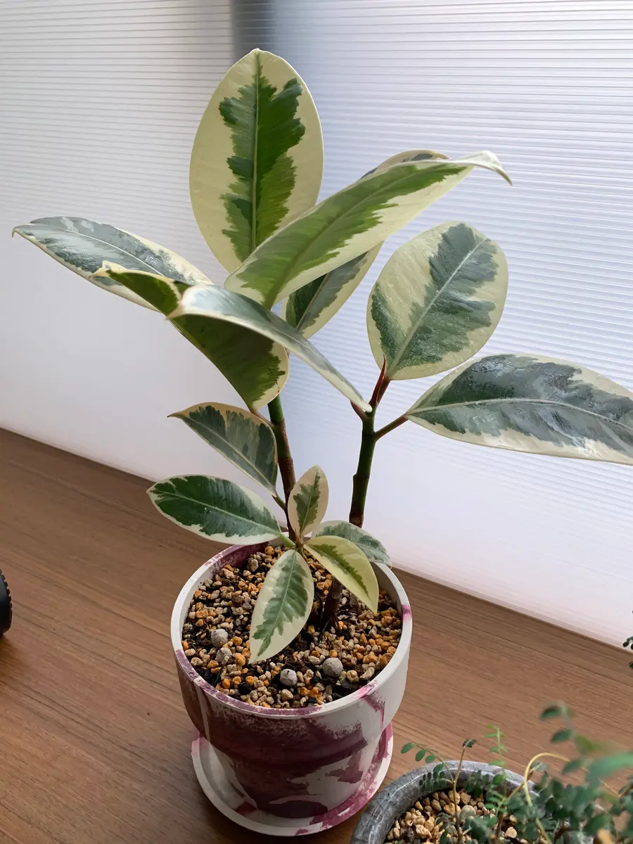 独特な インドゴムノキ（フィカス・エラスティカ）の写真-みんなの趣味 その他観葉植物