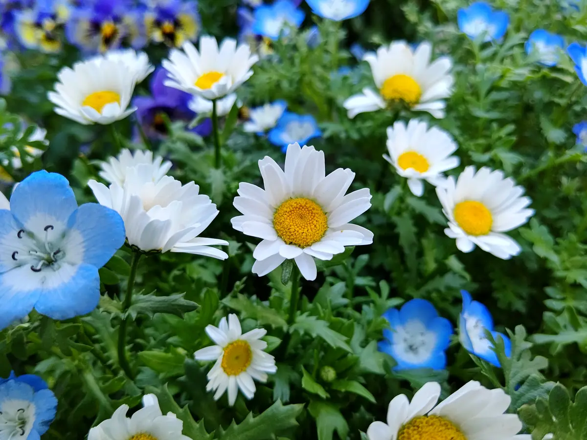 ノースポールとネモフィラ「小さな庭の四季2021年1月～」のアルバム