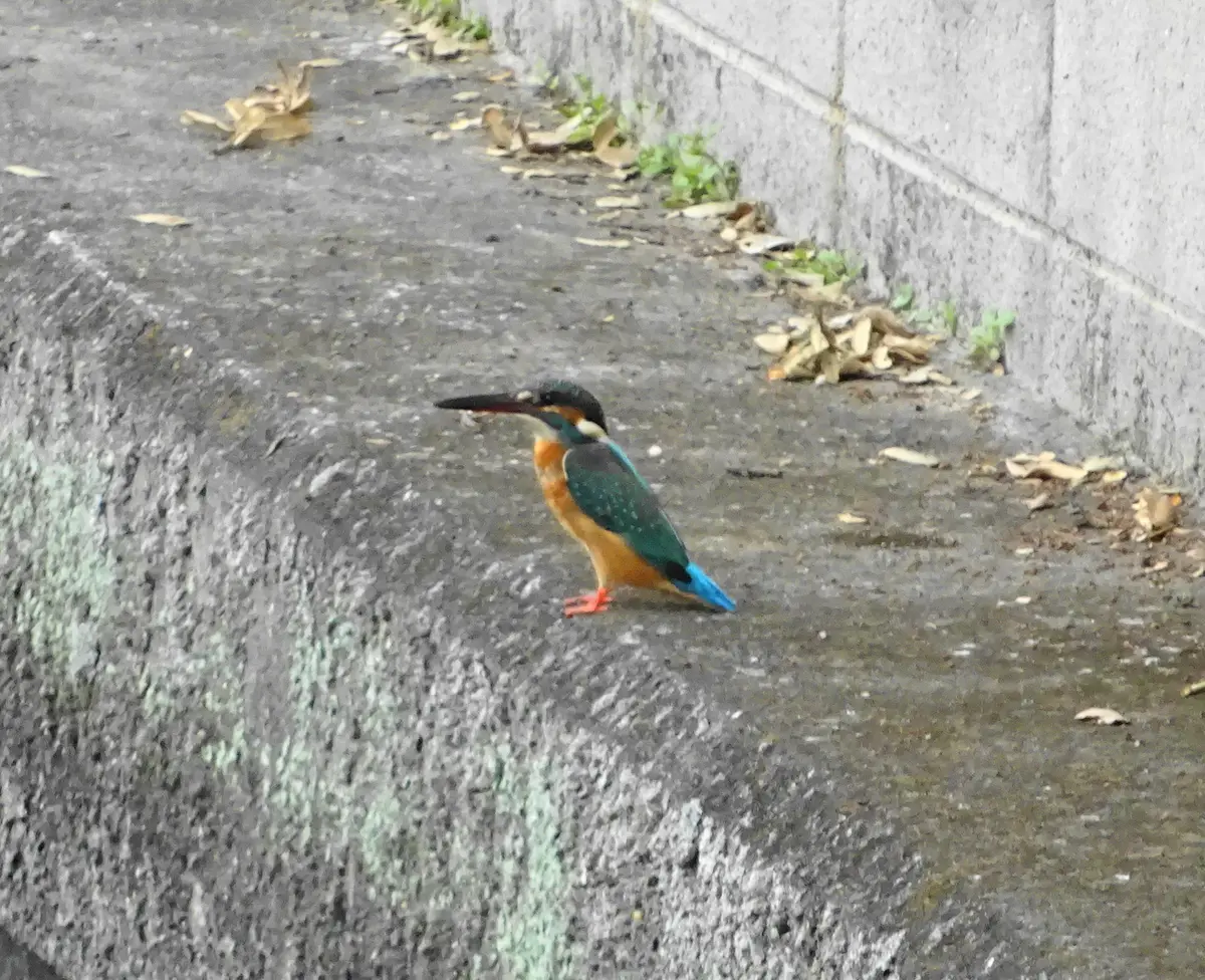 用水路の風景、カワセミ 用水路の風景、カワセミ カワセミに魅せられて 259 - 散策風土記