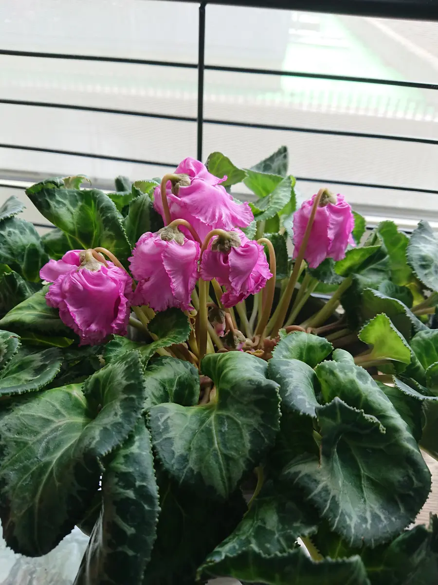 3/19モカジュエリー“ルビー”ゆっくり「2021シクラメン」のアルバム