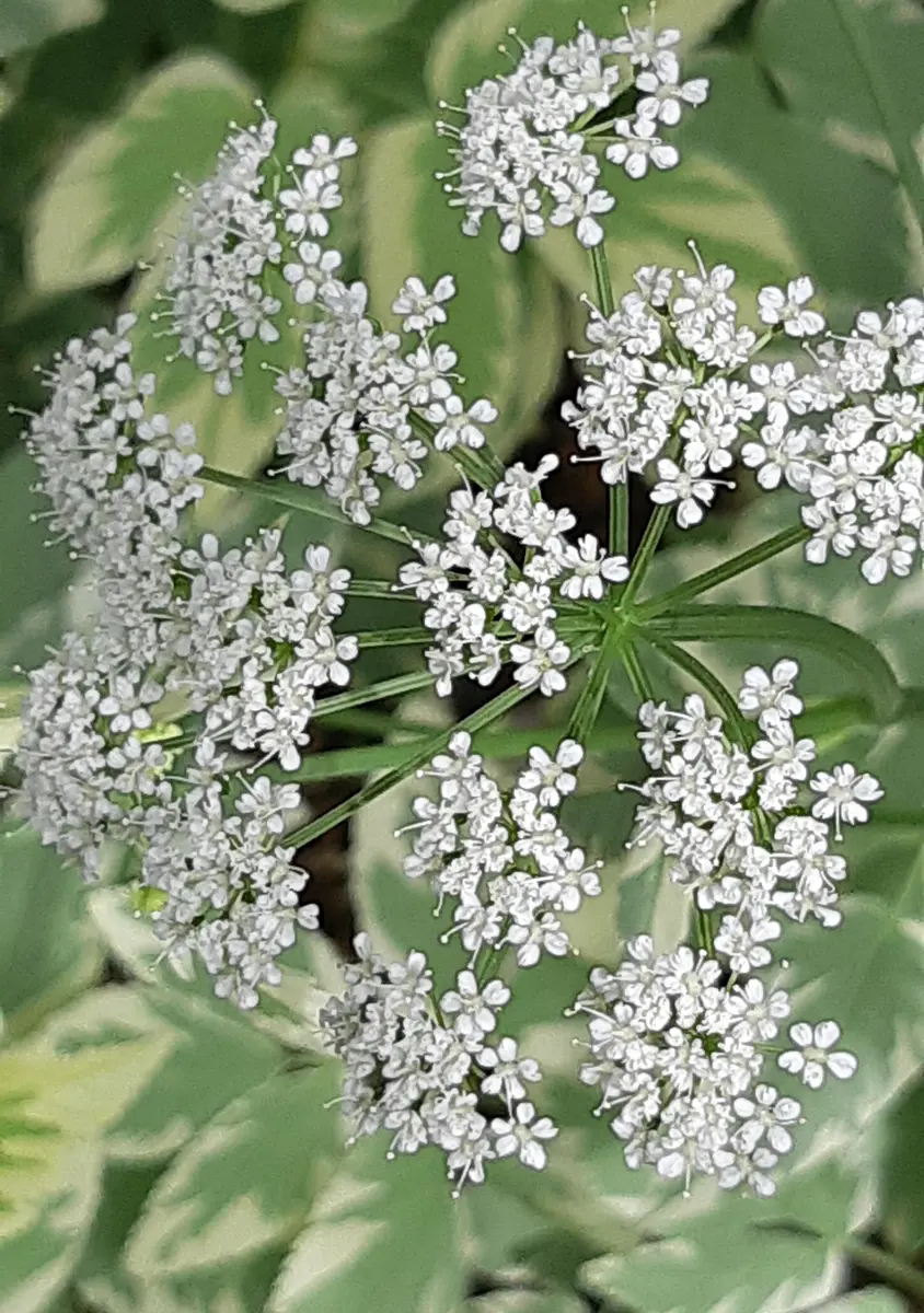 エゴポディウムの写真-みんなの趣味の園芸1390154