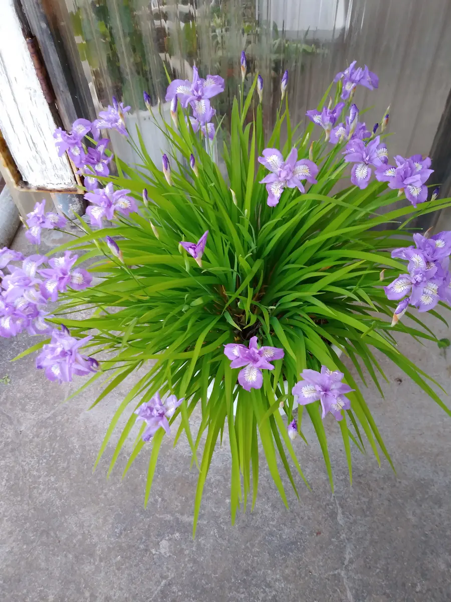 ヒメシャガの写真-みんなの趣味の園芸1373154