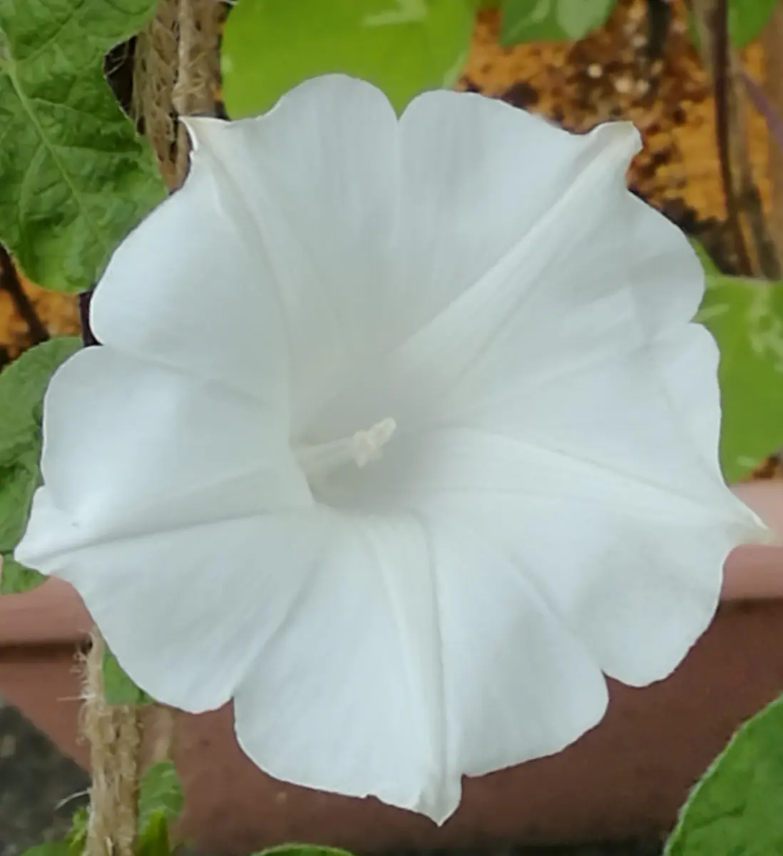 変化朝顔(桔梗咲き)白｣20210905「朝顔 2021年 (R3年)」のアルバム