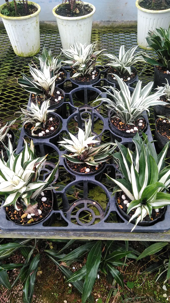 ドラセナ コンパクタ 斑入り」のアルバム-みんなの趣味の園芸1265164