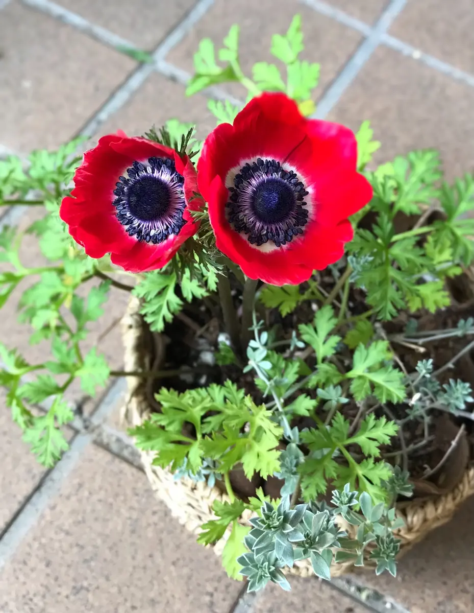 赤いアネモネの花が2つ同時に咲きまし「寄せ植え記録」の