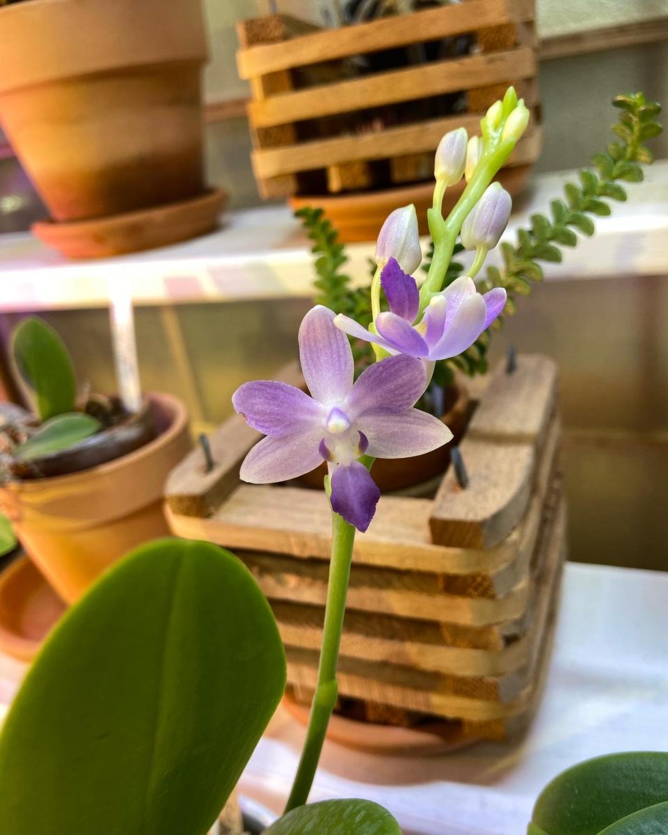 Phal.SummerRose'BlueStar'ファレファレノプシス｜アルバム写真