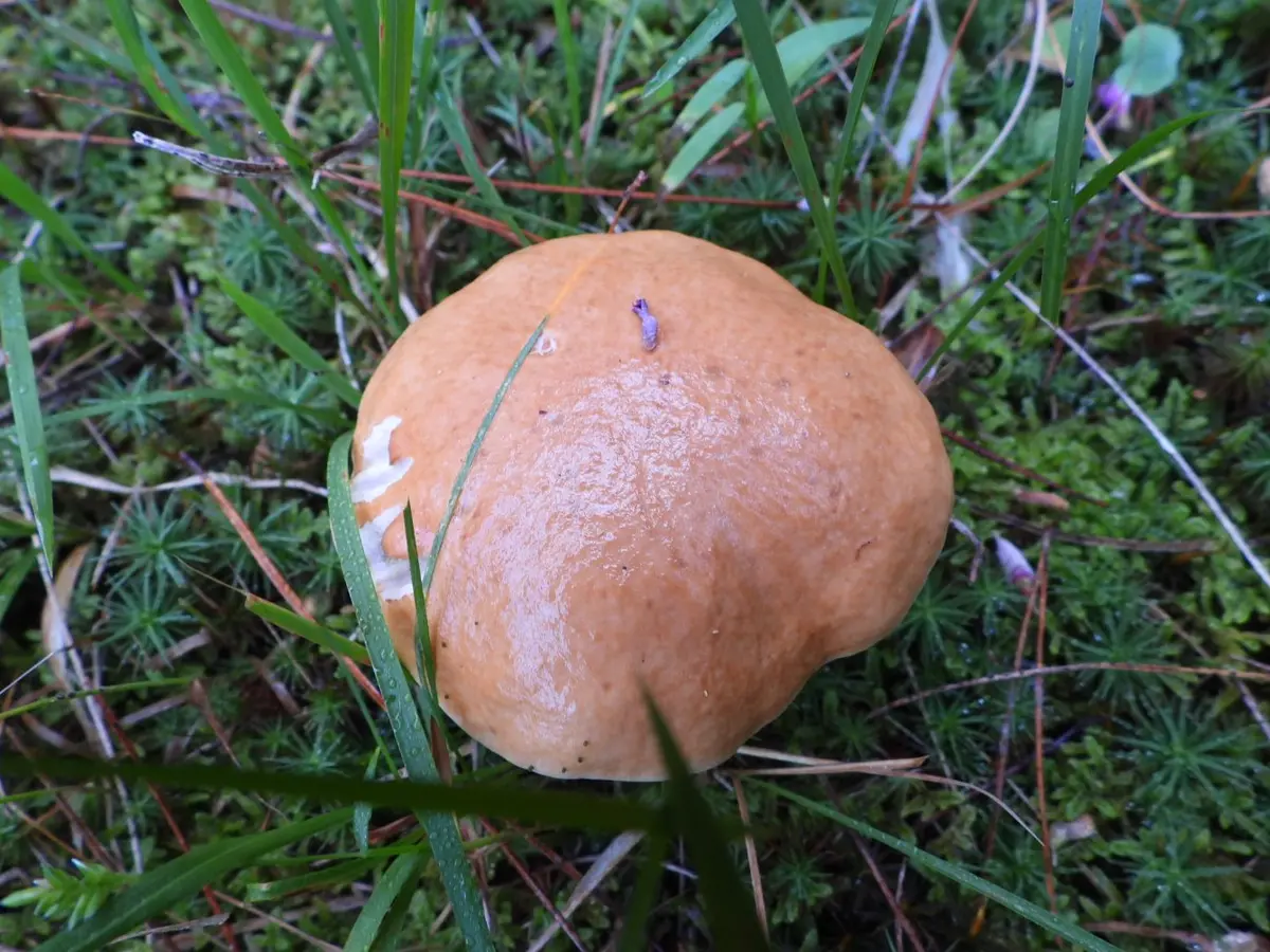 つきのこ 足元に茶色いツルッとしたキノコ。☠で「気まぐれ