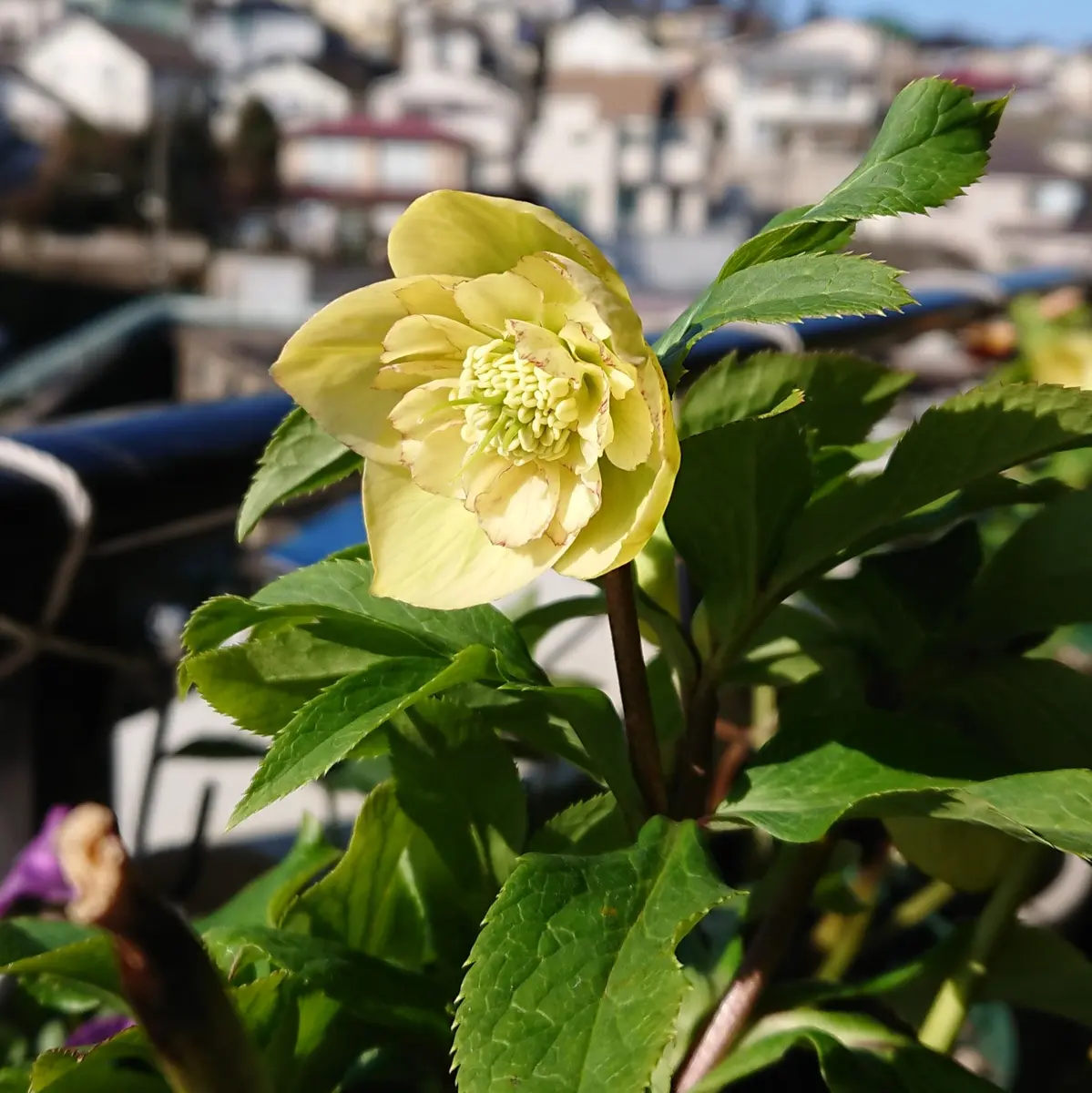 クリスマスローズの写真-みんなの趣味の園芸1272279