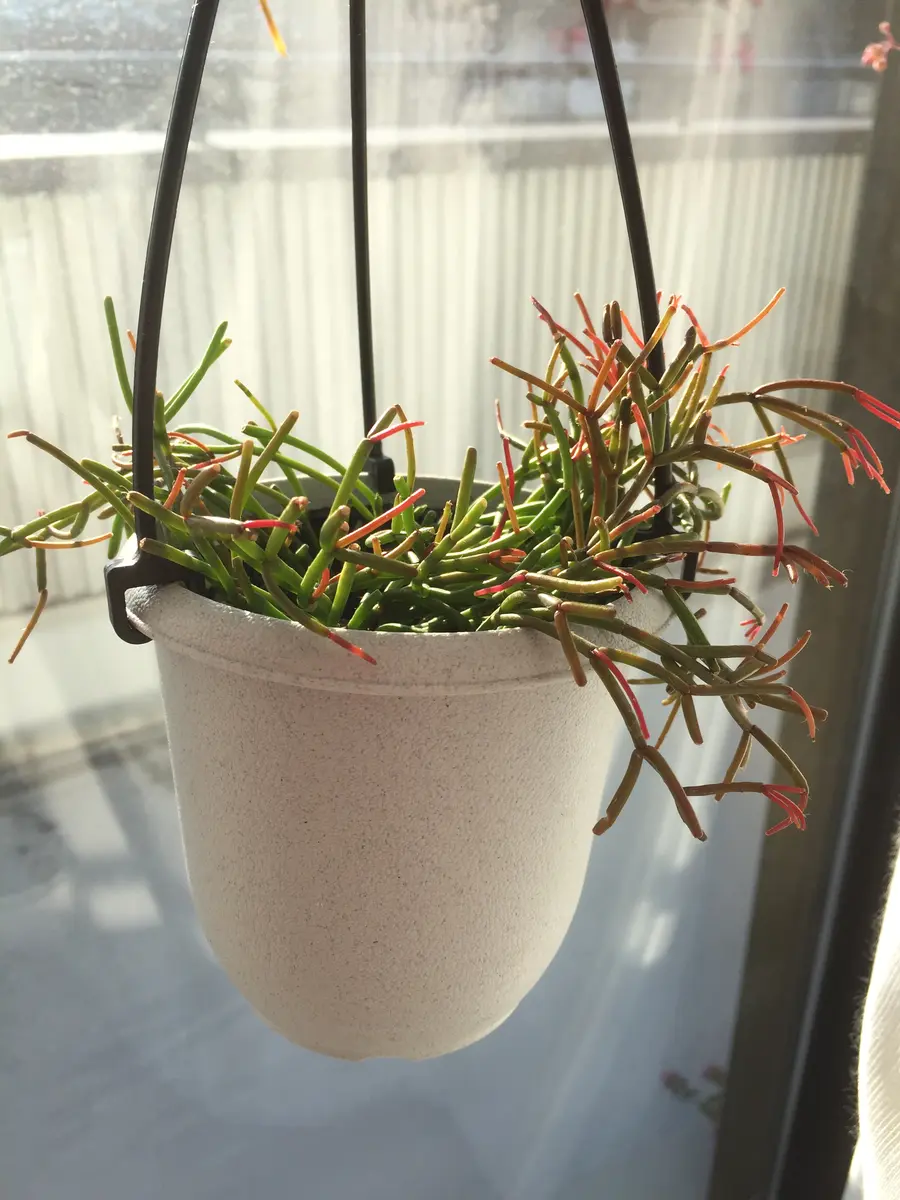 専用品⭐︎リプサリス クラバータ デリカツラ リプサリスクラバータデリカツラ♪クラ「20211月〜新しい仲間入り