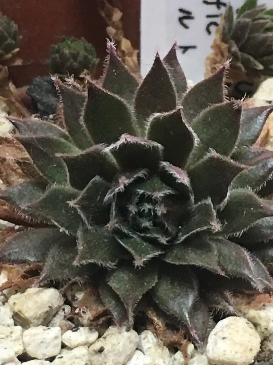 センペルビウム　パシフィックタルト パシフィックタルト「21.1.29センペルビウム パシフィック系①17種【3