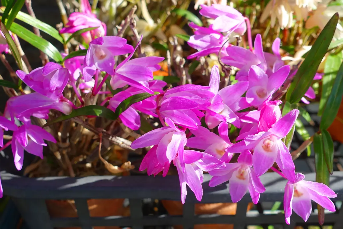 セッコク赤花。「紅英」という品種名で「bontashouse ラン、山野草