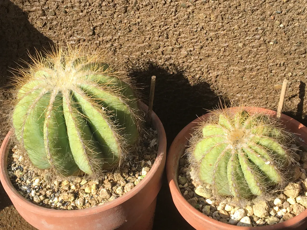 英冠玉エリオカクタス属'21.2/6エリ「英冠玉エリオカクタス属