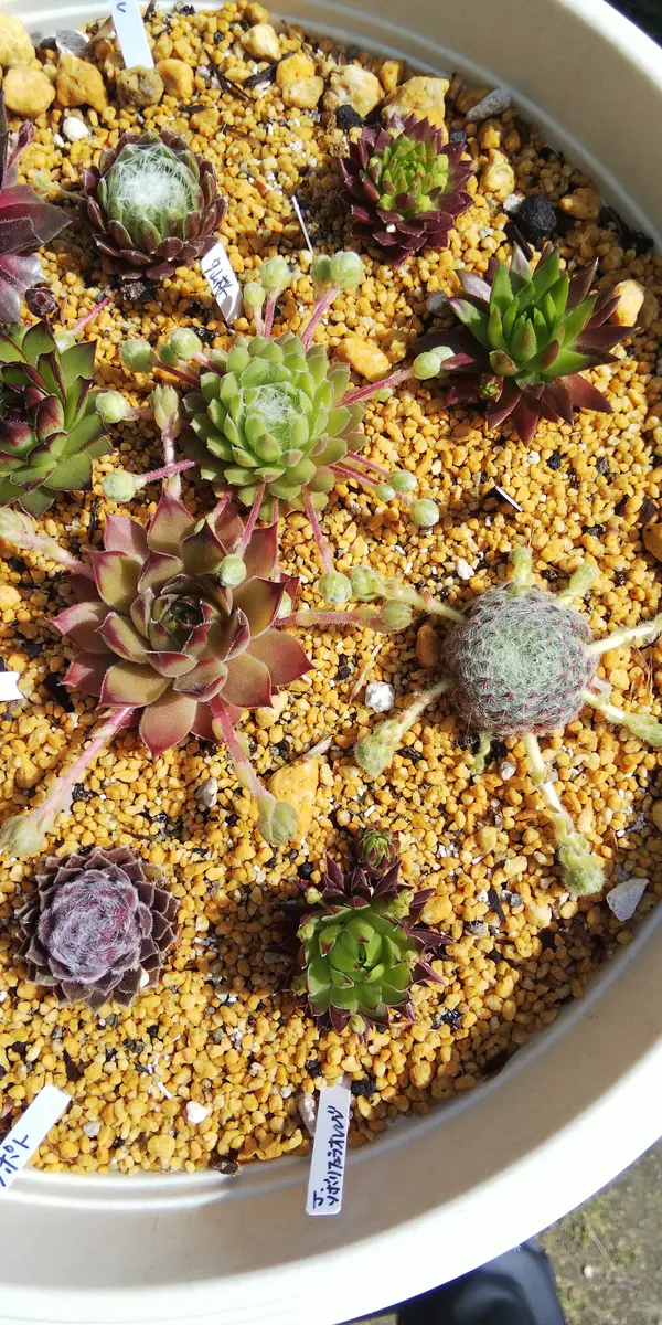 センペルビウム丼夕山桜の子株吹きがす「多肉2021年」の