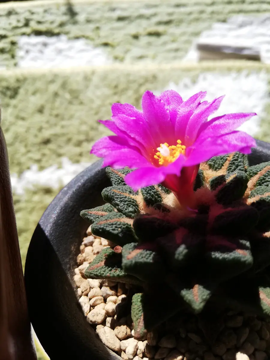黒牡丹の花が綺麗に咲きました 花が終「多肉植物」のアルバム