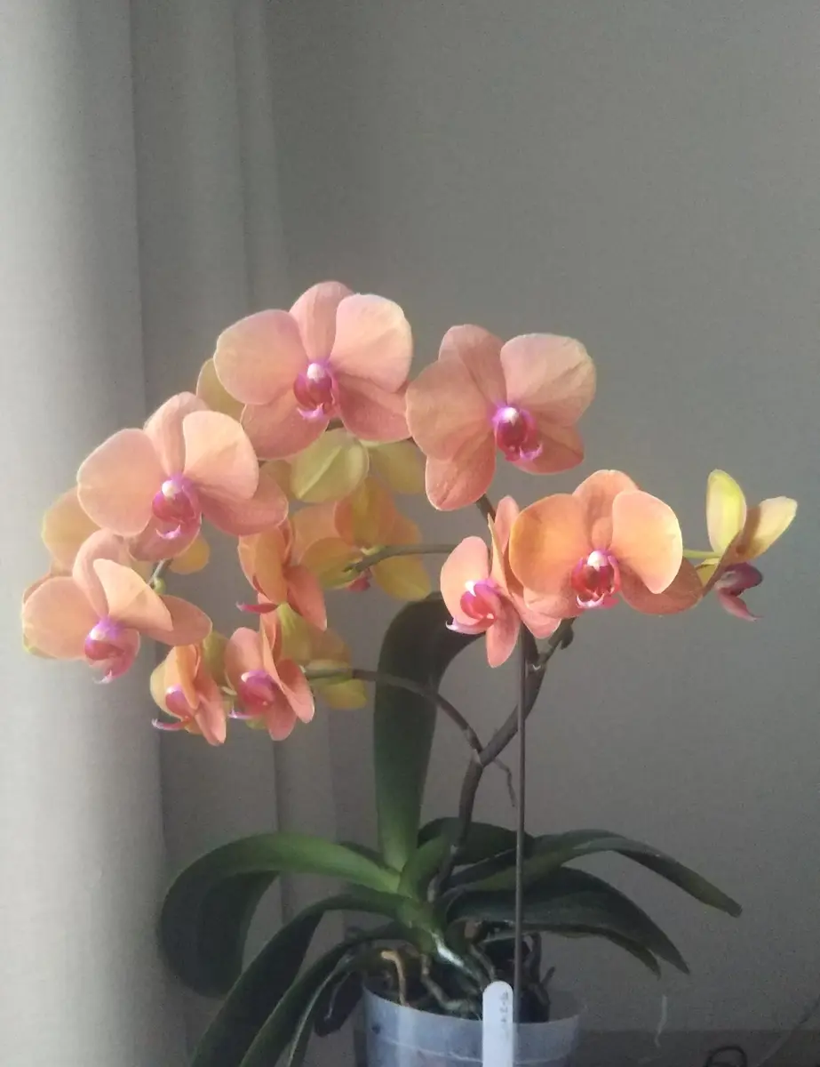 ファレノシプス交配種、サーフソングで「胡蝶蘭2021」のアルバム