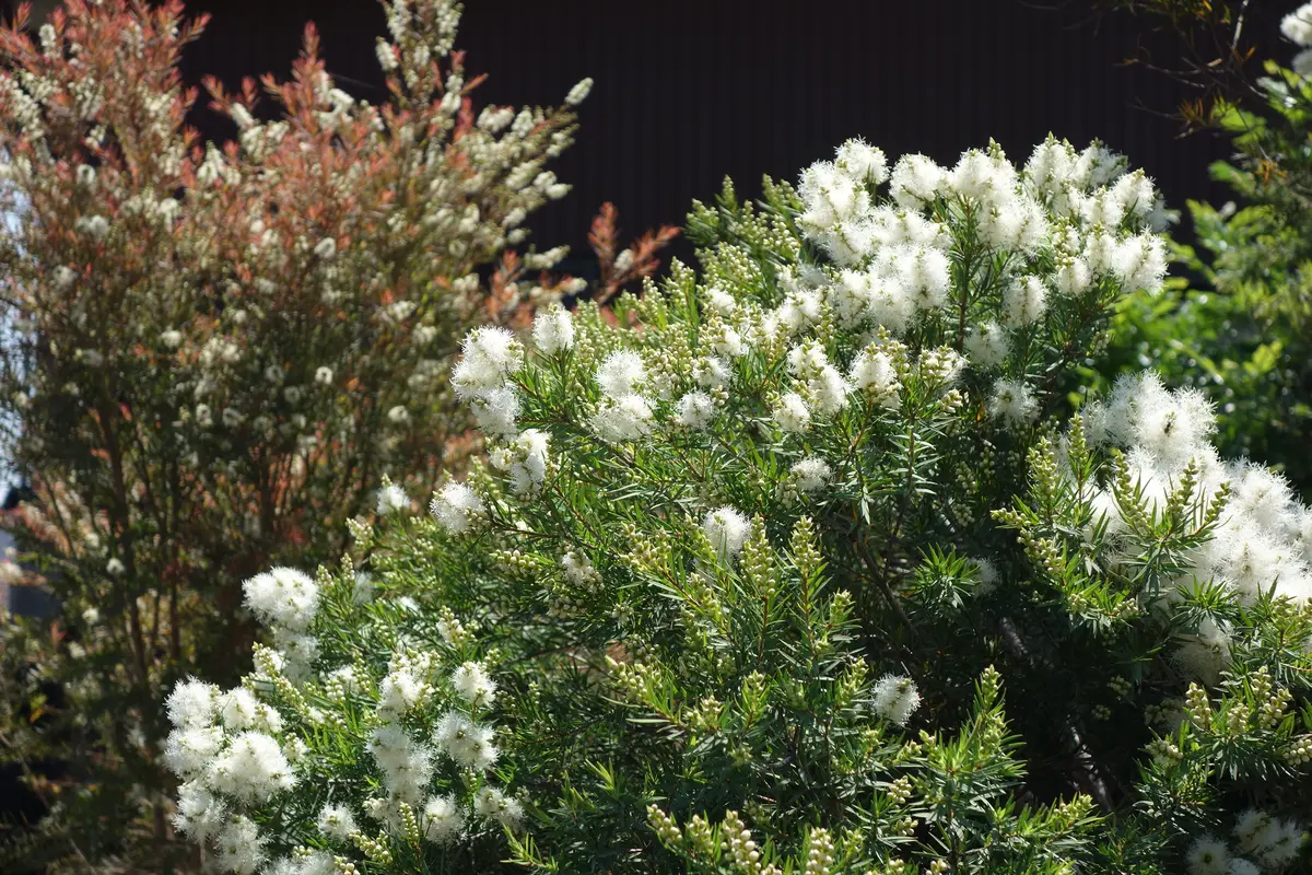 メラレウカ'スノーインサマー''レッド「お花たち2021♪」のアルバム