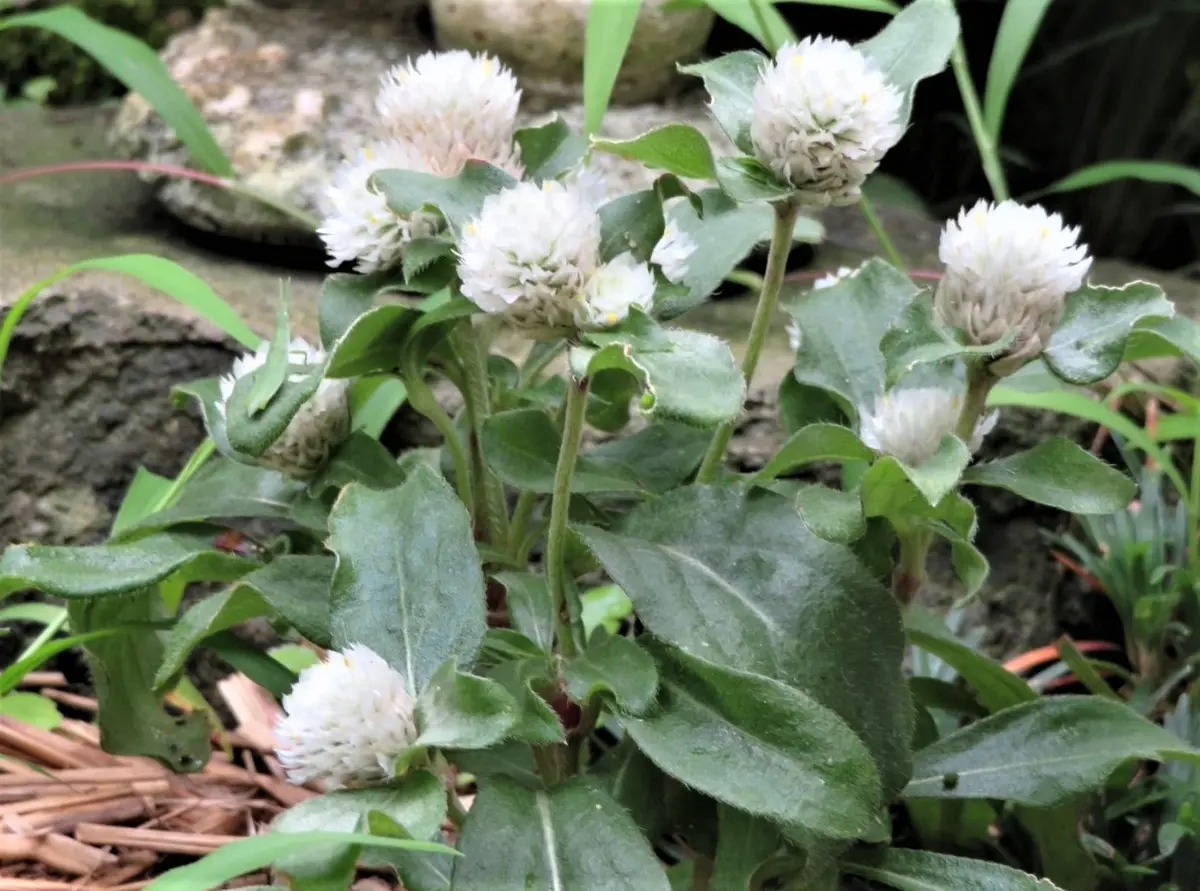 🌻センニチコウ(千日紅)の花🔶暑さの「🍂No2我家の花＆他